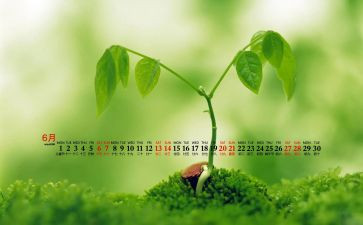 6月活动方案5篇