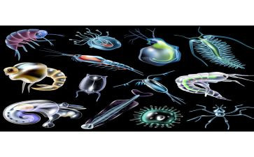 生物教案模板8篇