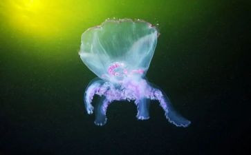 生物社心得体会优质5篇