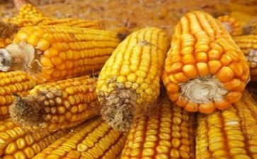 拔玉米作文400字6篇