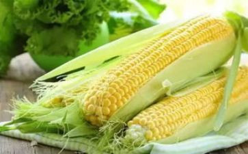 拔玉米的作文6篇