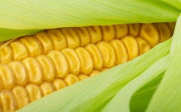 拔玉米的作文最新5篇