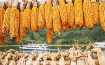 拔玉米的作文优质6篇