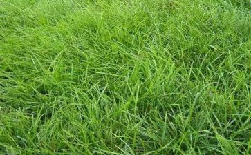 野草雪心得体会7篇