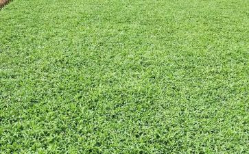 幼儿园小班《草》教案参考8篇