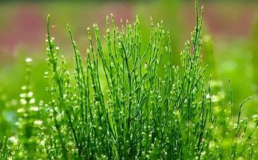 草房子2读后感推荐8篇