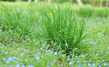 草读后感300字参考6篇