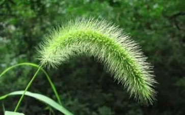 读野草心得体会6篇