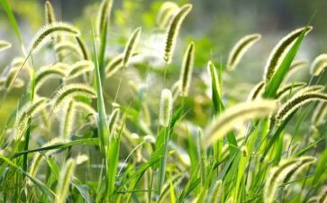 幼儿园小班《草》教案精选8篇