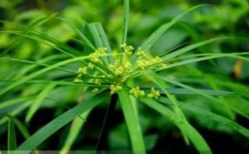种草莓的心得体会5篇
