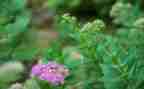 幼儿园小班《草》教案优秀5篇
