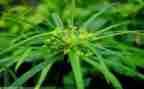 小班语言草的教案通用7篇