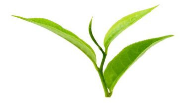茶营销策划方案范文6篇