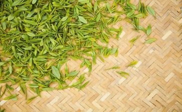 茶花女心得体会7篇