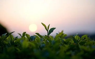 茶营销策划方案范文模板5篇