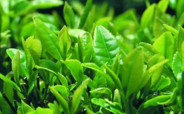茶艺的心得体会参考7篇