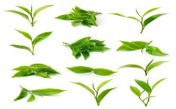 茶文化活动方案最新6篇
