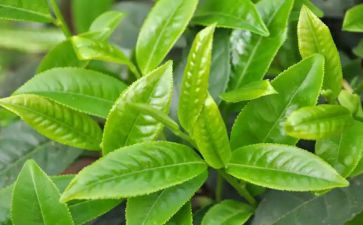 对茶艺心得体会7篇