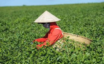 茶文化活动方案6篇