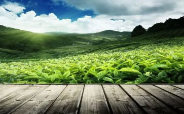 茶文化节活动方案6篇