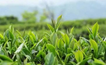 茶艺的心得体会5篇
