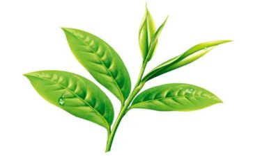 中班茶主题教案通用5篇