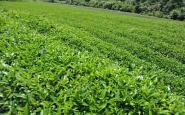 茶花女心得体会1000字6篇