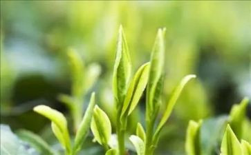 茶的营销策划方案优秀8篇