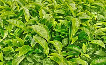 关于茶的教案优秀5篇
