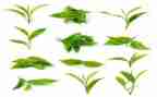 茶文化活动方案最新6篇