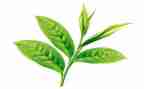 茶的活动方案精选5篇