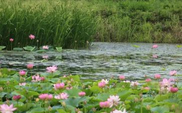 池塘里的教案7篇