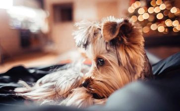 宠物犬买卖合同8篇