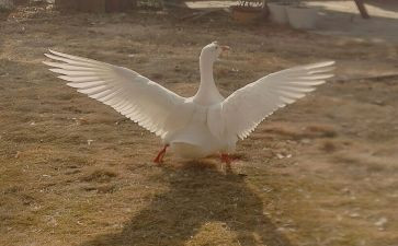 天鹅中班教案5篇