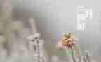 幼儿园十二月工作总结7篇
