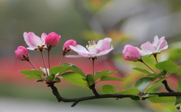 留在芬芳里的记忆作文参考6篇