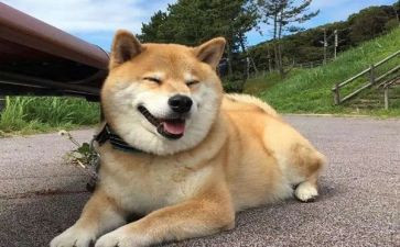 狗来了读后感400字优秀作文7篇
