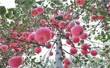 百果树小班教案7篇