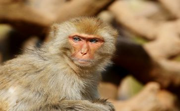 三只猴子中班教案6篇