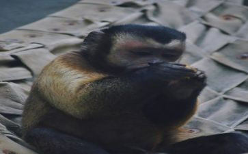 猴王分桃教案6篇