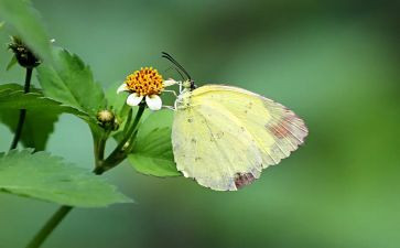 花与蝴蝶音乐教案5篇