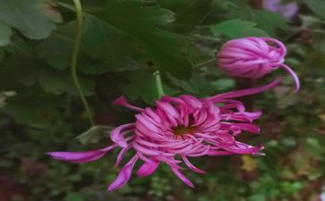 大班菊花教案8篇