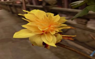 描写菊花的小作文参考8篇