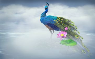 骄傲的孔雀童话作文7篇