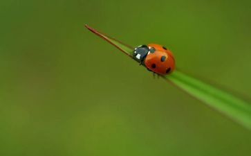 读昆虫记心得体会600字8篇