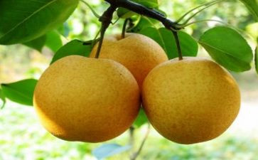 小班梨涂色教案精选8篇