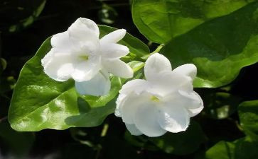 幼儿茉莉花音乐教案6篇