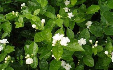 幼儿中班茉莉花教案7篇