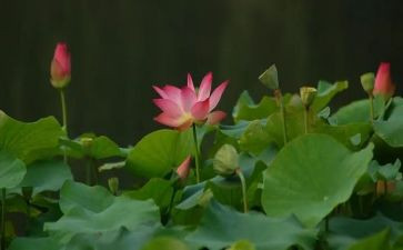 介绍莲花的作文7篇