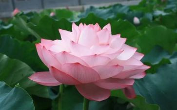 莲花的教案5篇